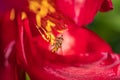 Closeup of hover fly on bright red peony flower