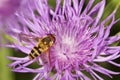 Closeup of a hover fly on a lavender bergamot flower. Royalty Free Stock Photo