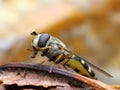 Closeup of hoverfly