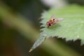 Hoverfly On Leaf