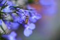 Hover Fly CloseUp On Purple Flower With Blurred Background Royalty Free Stock Photo