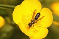Closeup of the hoverfly standing on a blooming yellow flower shot from the above