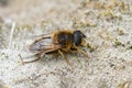 Closeup of a hoverfly wanting to be a bee , the tapered drone fly , Eristalis pertinax sunning