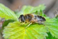 Closeup of a hoverfly wanting to be a bee , the tapered drone fly , Eristalis pertinax sunning on a green leaf