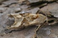 Closeup on hte lightbrown Angle Shades owlet moth, Angle Shades sitting on wood