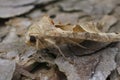 Closeup on hte lightbrown Angle Shades owlet moth, Angle Shades sitting on wood