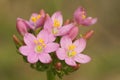 Closeup on hte soft pink flowering Common or European centaury wildflower, Centaurium erythraea