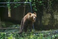 Closeup of huge adult brown bear looking Something. in Dehiwala