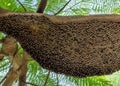 Close up Huge Beehive of Giant Honey Bees on a Branch Royalty Free Stock Photo