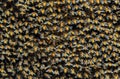 Close up Huge Beehive of Giant Honey Bees for Nature Background