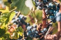 Closeup of a huge bunch of grapes on a farm - a good year