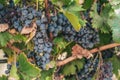 Huge bunch of grapes on a farm - Luberon - a good year