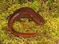 Closeup on the huge Chinese paddletail newt, Pachytriton D , posed on green moss