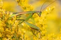 Closeup of a huge Chinese praying mantis Tenodera sinensis sitting in a yellow flower at Iroquois National Wildlife Refuge, New Royalty Free Stock Photo