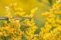 Closeup of a huge Chinese praying mantis Tenodera sinensis sitting in a yellow flower at Iroquois National Wildlife Refuge, New Royalty Free Stock Photo