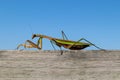 Closeup of a huge Chinese praying mantis Tenodera sinensis walking along a piece of wood