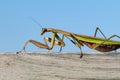 Closeup of a huge Chinese praying mantis Tenodera sinensis walking along a piece of wood