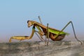 Closeup of a huge Chinese praying mantis Tenodera sinensis walking along a piece of wood