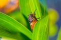 Closeup huge cicada sit on the corn stem