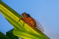 Closeup huge cicada sit on the corn stem