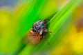 Closeup huge cicada sit on the leaf