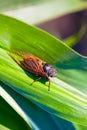 closeup huge cicada sit on the leaf