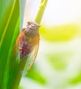 closeup huge cicada sit on a stem