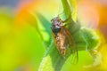 Closeup huge cicada sit on the stem