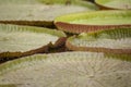 Closeup of the huge floating lilly pad leaves of Victoria Regia Royalty Free Stock Photo