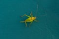 Closeup huge grasshopper on green tent