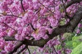 Closeup of a huge Japanese cherry tree with full blossom pink flower Royalty Free Stock Photo