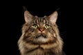 Closeup Huge Maine Coon Cat Curious Looks, Isolated Black Background