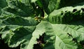 Closeup of huge mammoth leaf with plant scraps in it  3 Royalty Free Stock Photo