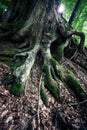Closeup of huge roots of ancient beech tree in rainforest