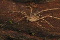 Closeup of a huge, terrifying daddy longlegs spider with big black eyes on the ground in a forest