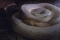 Closeup of a huge white python coiled up in the dark place with dark background