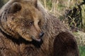 Closeup of a huge wild brown furred bear at the zoo Royalty Free Stock Photo