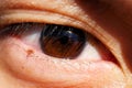 Closeup of a human brown eye detail Royalty Free Stock Photo