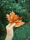 Human hand palm holding bunch of red orange yellow colorful autumn fall leaves Royalty Free Stock Photo