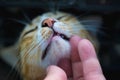 Closeup of human hand touch the cat face and the cat close eye. Royalty Free Stock Photo