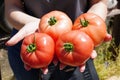 Closeup of human hands holding pinkish-red plump tomatoes Royalty Free Stock Photo