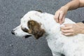 Closeup of human hands remove dog adult tick from the fur Royalty Free Stock Photo