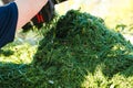 Closeup of human hands throwing fresh green cut green pile of grass from lawn mower on the ground. Organic fertilizer