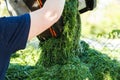 Closeup of human hands throwing fresh green cut green pile of grass from lawn mower on the ground. Organic fertilizer