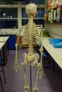 Closeup of a Human Skeletal Model in a Science lab, chemicals and biology Royalty Free Stock Photo