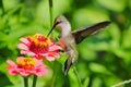 Closeup of a hummingbird eating pollen from a pretty flower