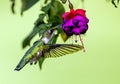 Closeup of hummingbird feeding from fuchsia bloom Royalty Free Stock Photo