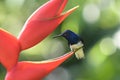 Closeup of a hummingbird on a flower standing still