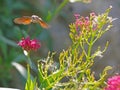 Closeup of a hummingbird hawk-moth Royalty Free Stock Photo