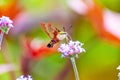 Closeup of a Hummingbird moth on beautiful flowers